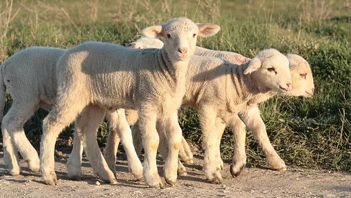 Iz Temerina u Izrael treba da ode 25.000 jaganjaca
